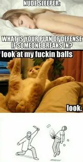 Memes I combined Grumpy Cat, Best Funny Pictures, Shop, Jokes, Chistes, Gru...