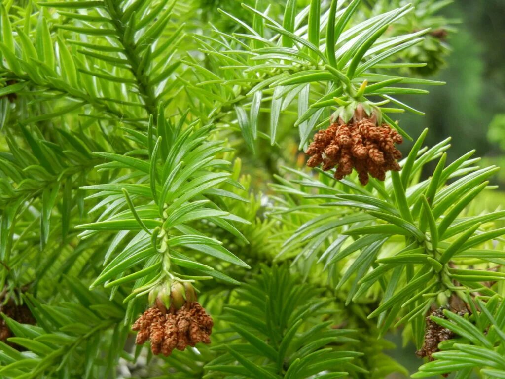 Древние хвойные. Cunninghamia lanceolata. Куннингамия ланцетовидная (Cunninghamia lanceolata). Куннингамия ланцетная Cunninghamia lanceolata (Lamb.) Hook. Куннингамия шишка.