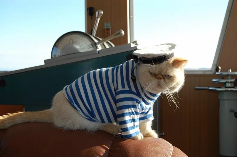 Котик-морячок. Кот матрос. Кот матрос. Кот матрос и боцман. Коты моряки.