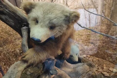 Животные в костроме