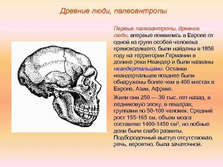Объем головного мозга наибольшее. Древние люди Палеоантропы. Палеоантропы особенности черепа. Бём мозга палеоантропов.