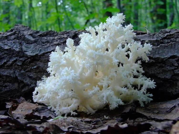 Как называется гриб похожий. Гриб ежевик коралловидный. Ежовик коралловый гриб. Ежовик коралловый гриб съедобные. Ежовик белый коралловидный.