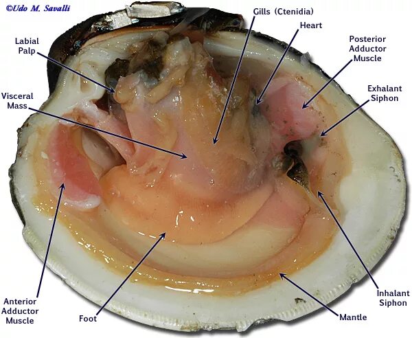 Внутреннее строение жемчужницы. Мидия Жемчужница строение. Двустворчатые моллюски гребешок. Вскрытие двустворчатого моллюска.