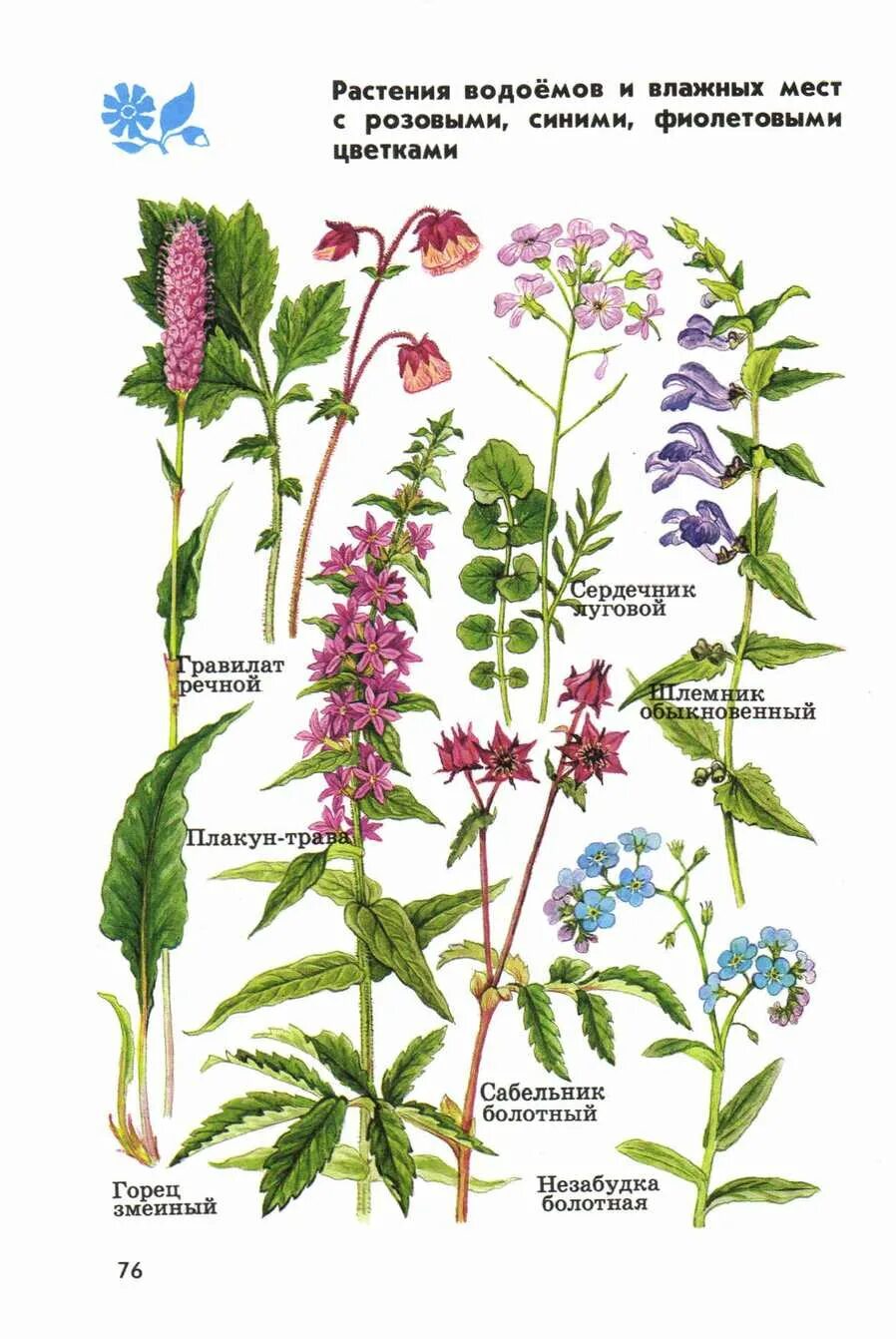 Атлас определитель названия растений пресного водоема. Растения пресного водоема и влажных мест. Растения пресного водоема и влажных мест. Травянистые растения из атласа-определителя. Название растений пресного водоема и влажных мест.
