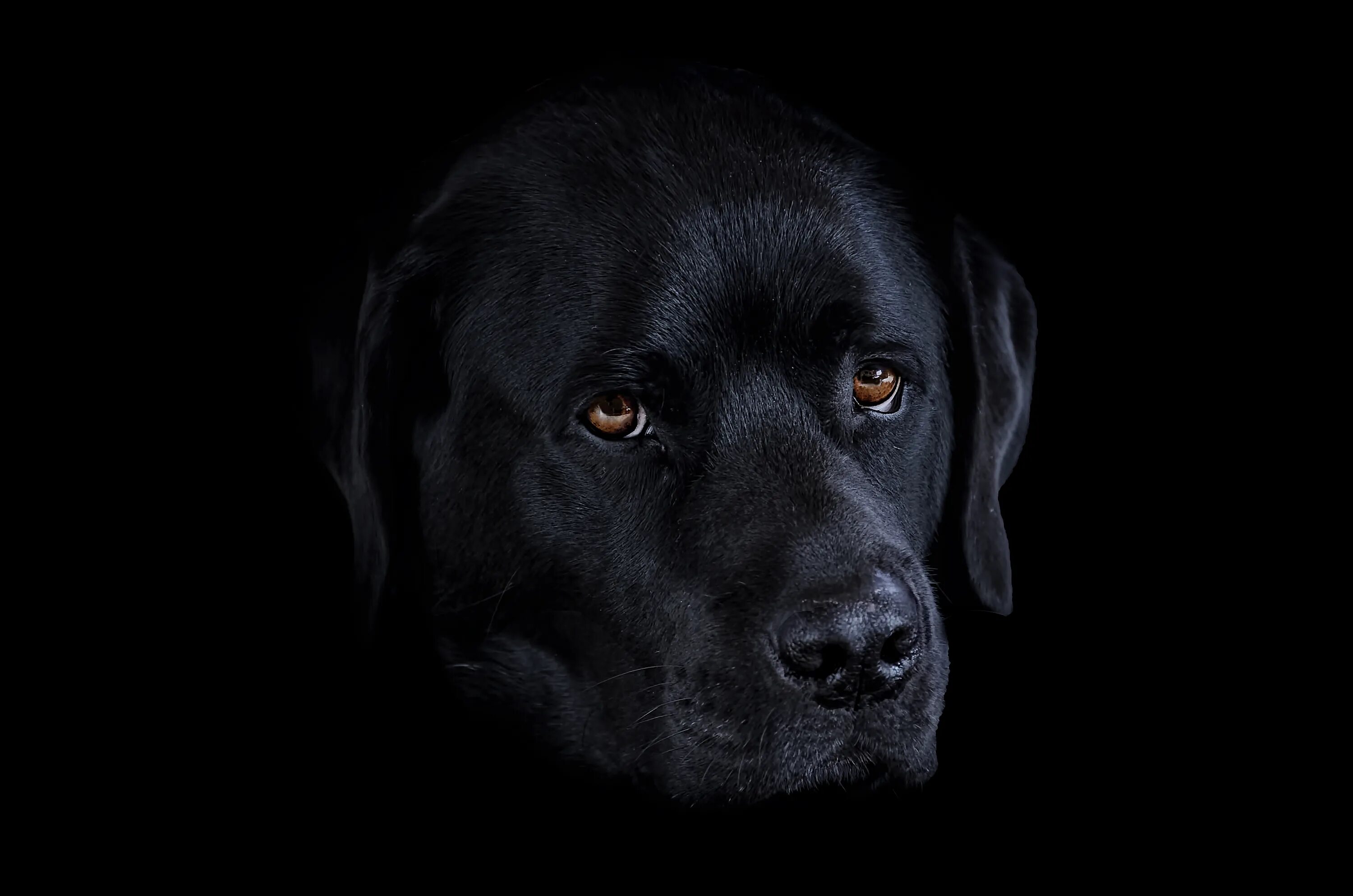 Черная собака песня. Лабрадор черный. Черный Лабро лабрадор. Черный лабрадор морда. Черная собака на черном фоне.