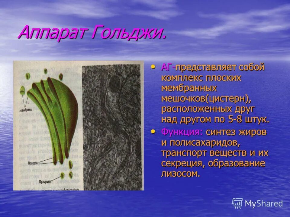 мешочки для обуви из спанбонда. мешочек для детей. комплекс гольджи мембраны. мембранный мешочек. пластиковый односторонний дегазационный клапан для упаковки кофе.