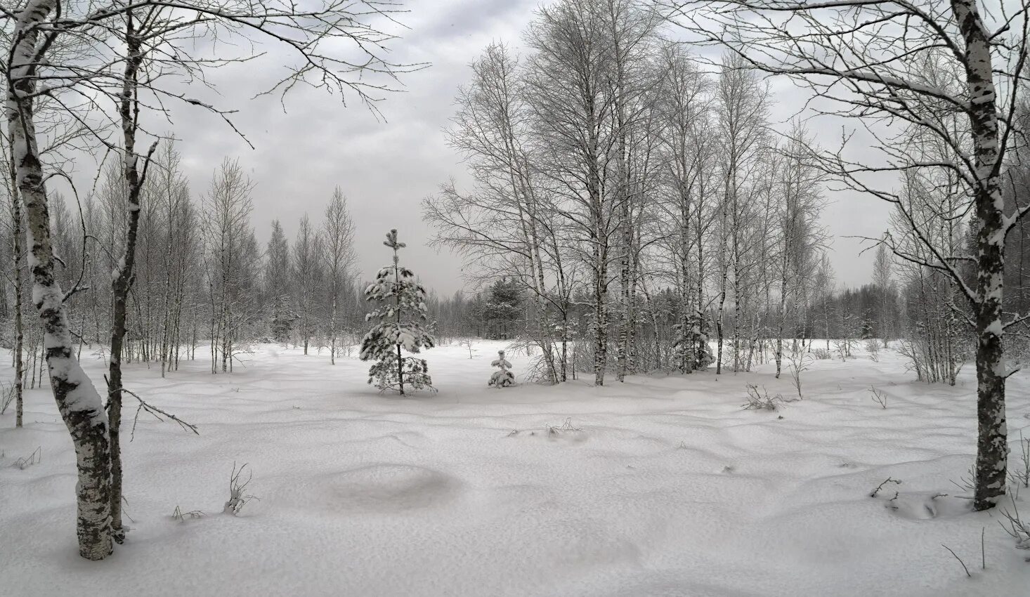 снежное болото. болото в архангельской области. заснеженное болото. зимнее болото. тахтинское болото россии.