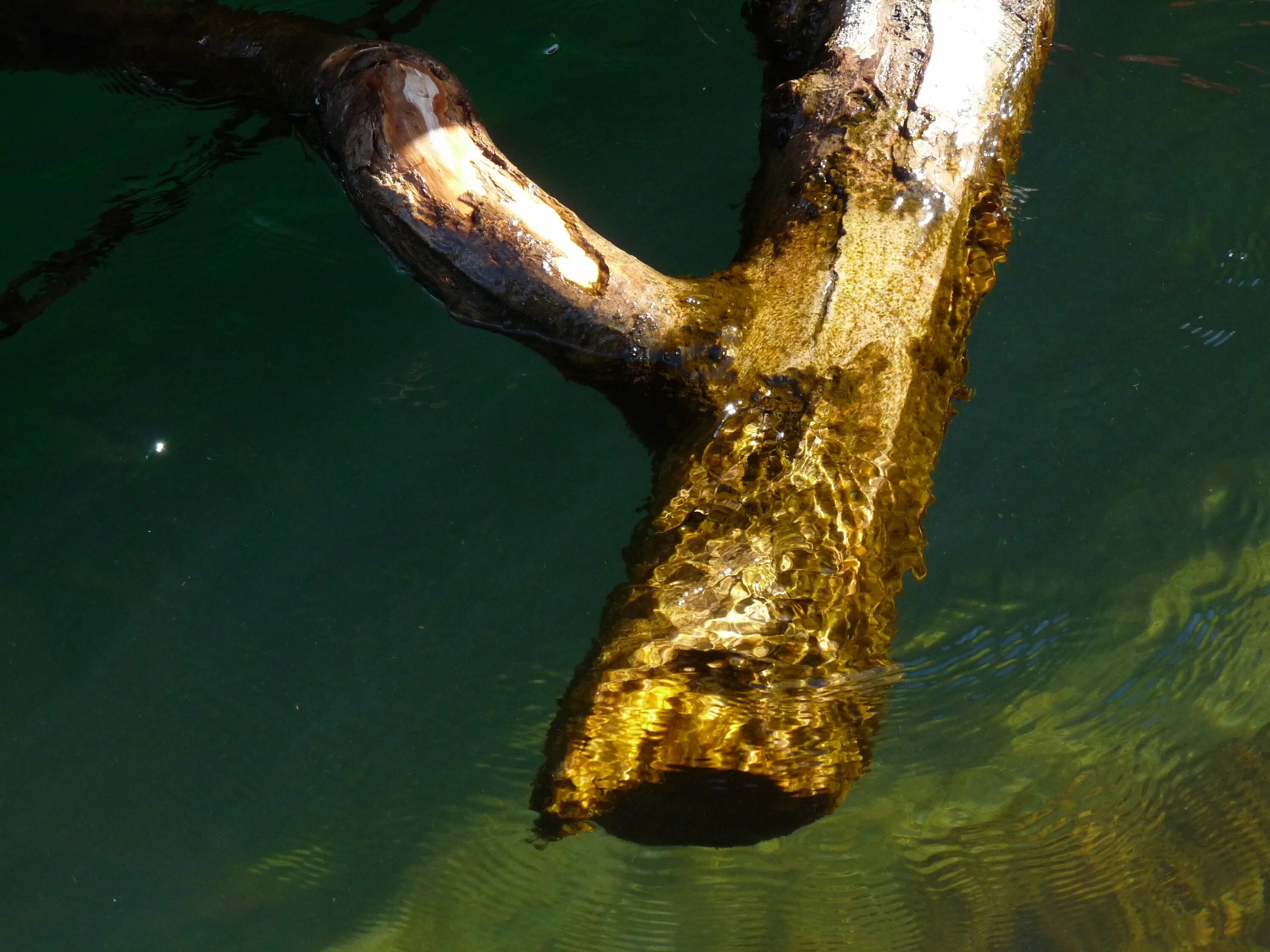 Дерево ногами в воде. Бревно под водой. Бревно в воде. Топляк бревно. Бревно плывет.