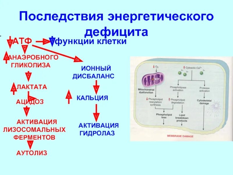 Дефицит атф. Дефицит атф