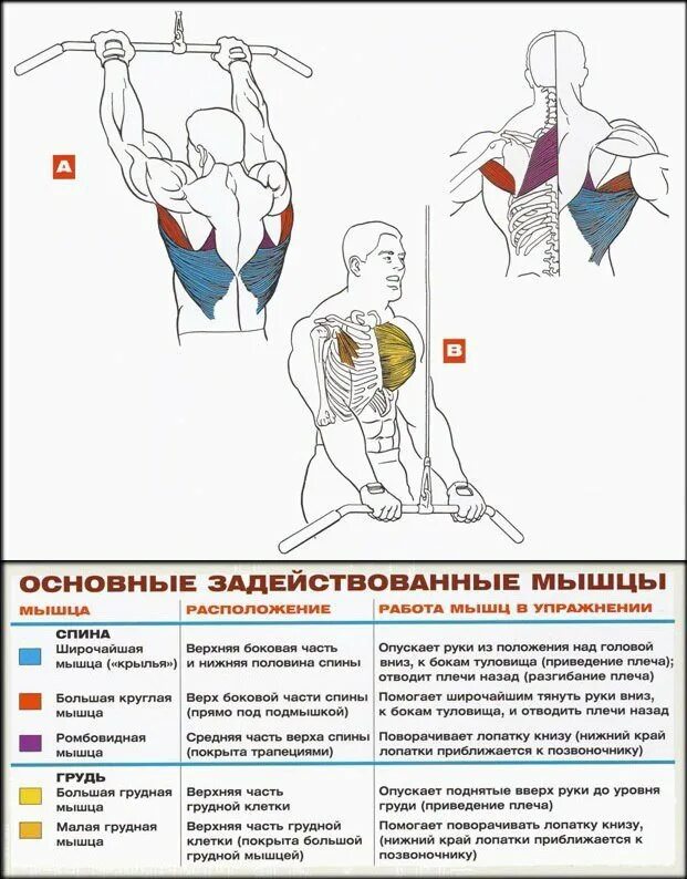 Какие упражнения для развития мышц. Прокачка продольных мышц спины. Прокачка низа широчайших мышц спины. Упражнения задействующие мышцы спины. Упражнения для мышц спины блочном тренажере.