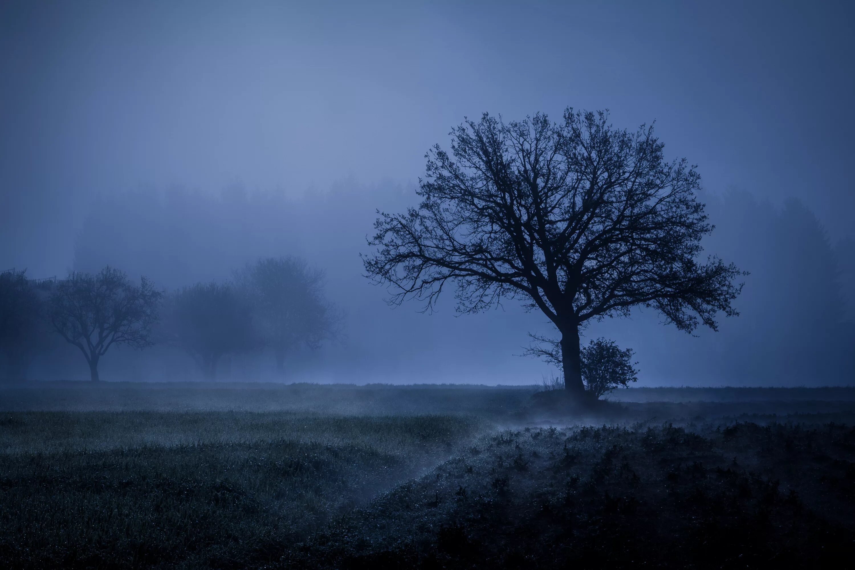 Деревья в тумане. Мрачное одинокое дерево. Мрачный пейзаж. Одинокое ночное дерево.