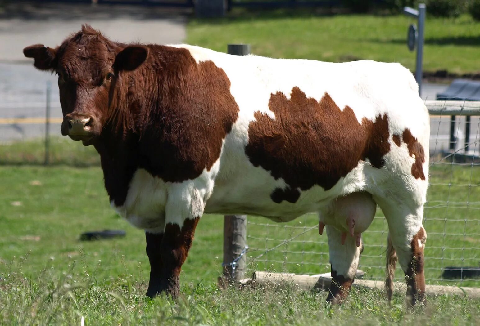 Какая есть корова. Пинцгау порода. Порода КРС монбельярд. Голштинская красно пестрая корова. Пинцгау порода коров.