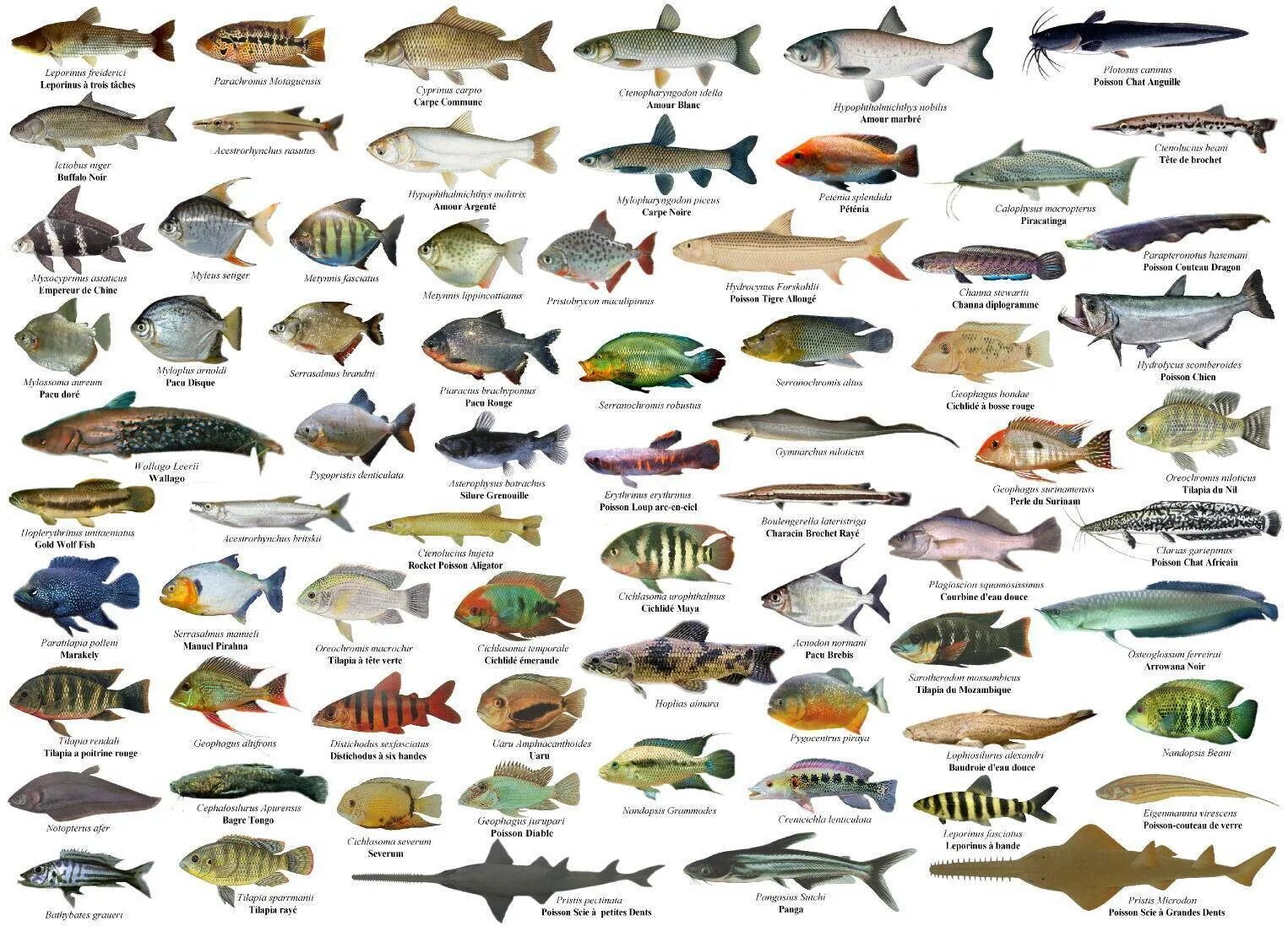 Перечень рыб Средиземного моря. Виды морских рыб. Рыба названия список. Морская рыба названия. Хищные пресноводные рыбы список
