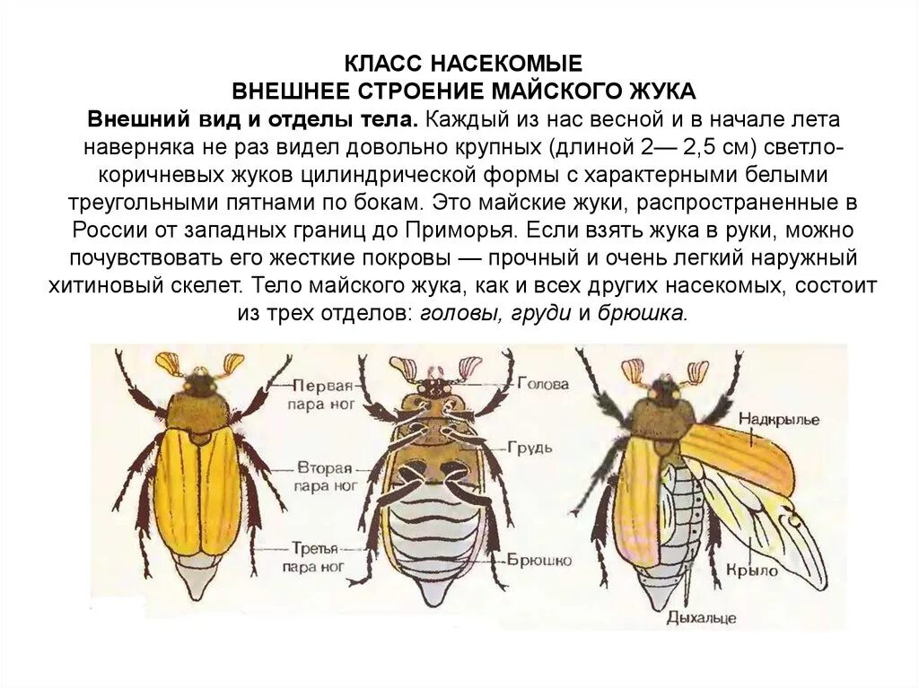 Найдите отделы тела запишите их названия