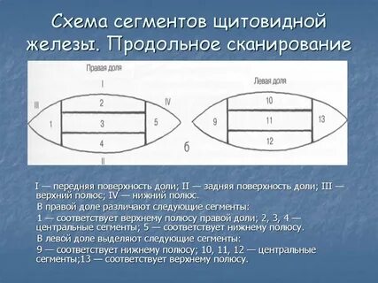 Нижний полюс
