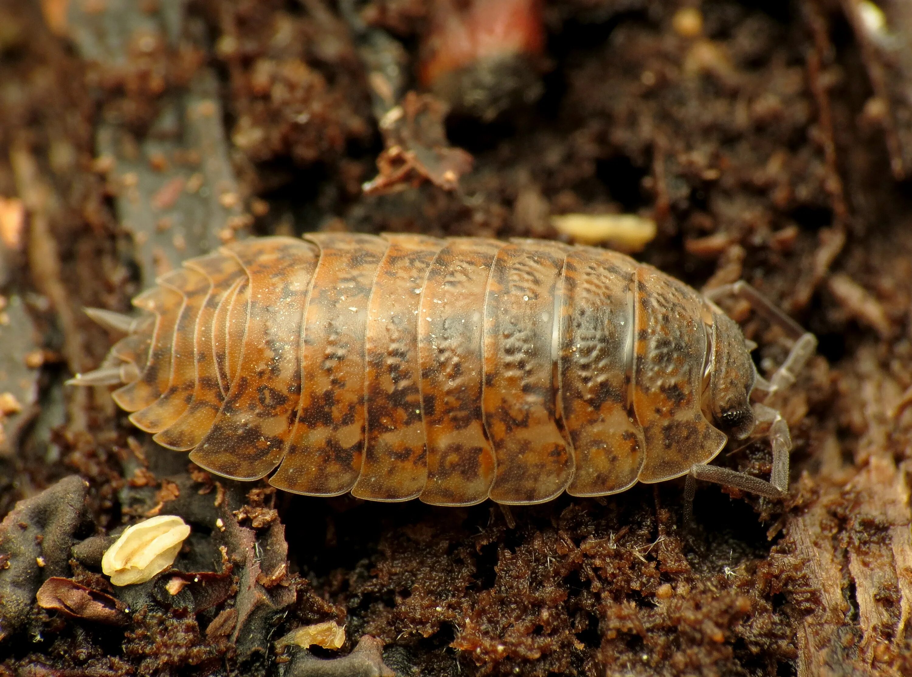 Мокрица ракообразное. Мокрица шероховатая (Porcellio scaber). Мокрица-броненосец обыкновенная. Trachelipus rathkii.