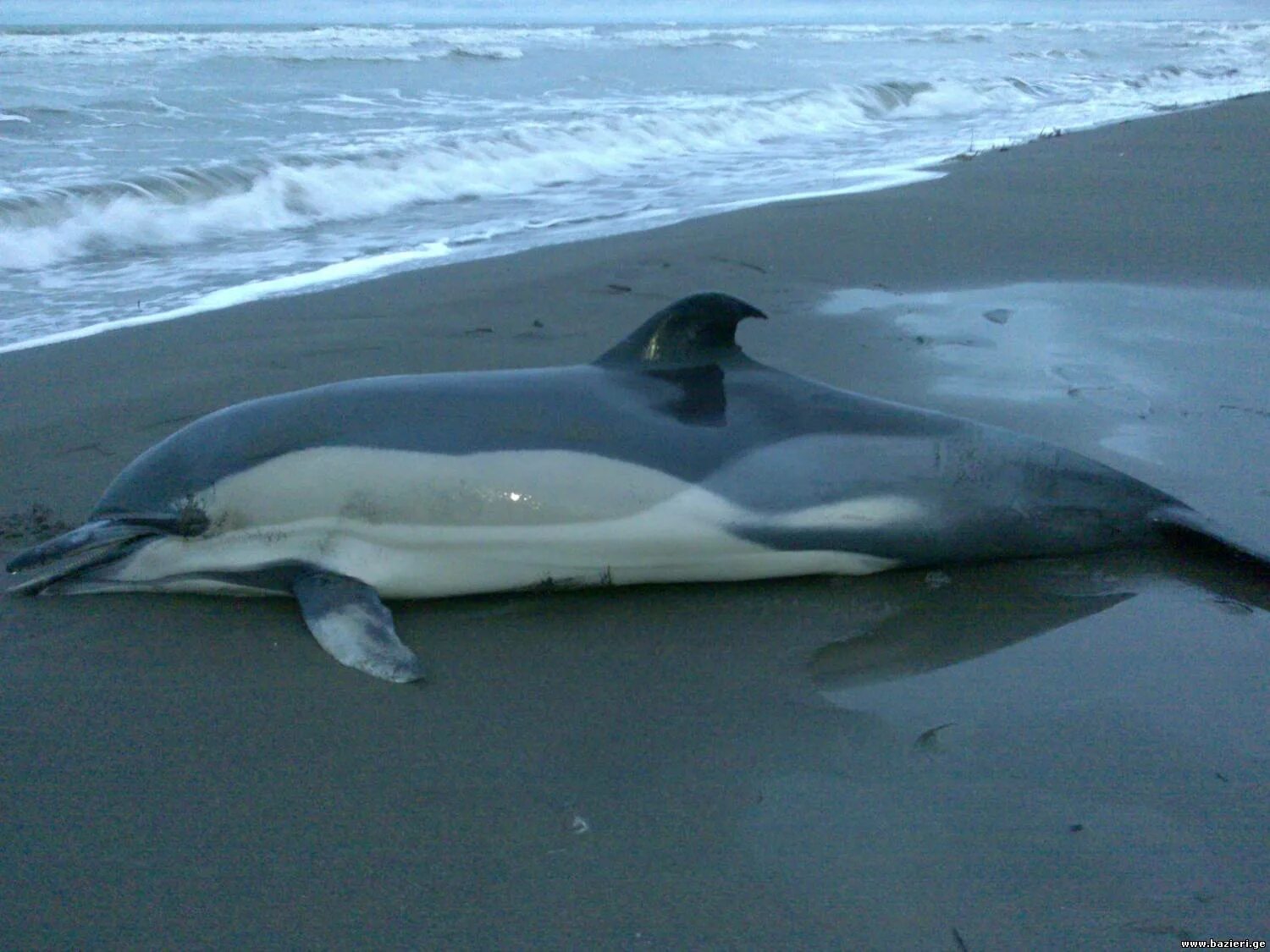 дельфины умирают слушать