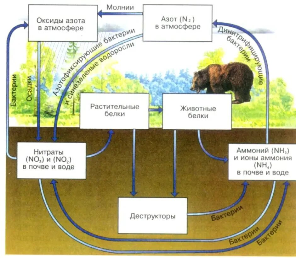 Биологический круговорот азота. Биосфера круговорот веществ в биосфере. Биогеохимический цикл азота схема. Биохимический цикл азота в биосфере. Круговорот веществ в биосфере схема