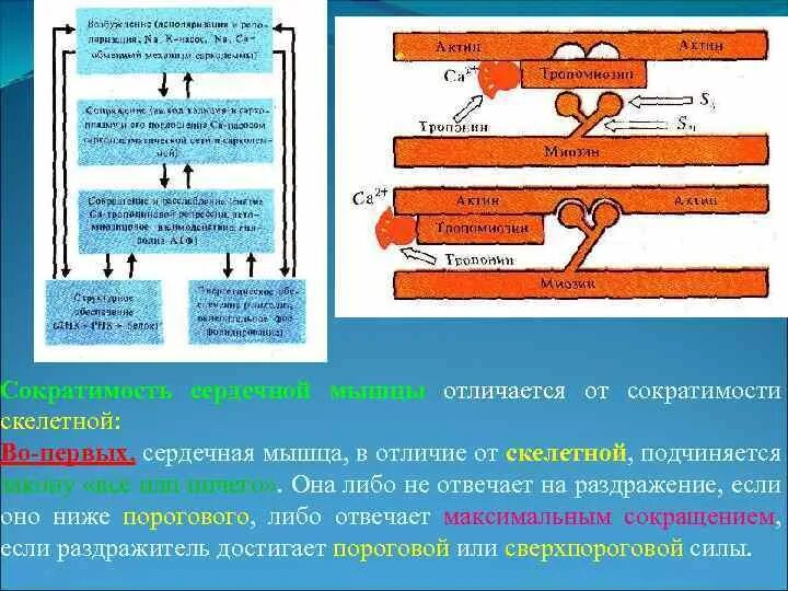 Сила сокращения сердечной мышцы зависит от. Отличия сокращения сердечной мышцы от скелетной. Сократимость сердечной мышцы. Отличие сердечной мышцы от скелетной. Отличие миокарда от скелетной мышцы.