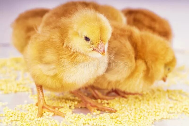 К чему снится цыпленок желтый. Цыпленок кушает. Пшенку едят цыплята. Цыплята едят пшено. Пшено для цыплят.