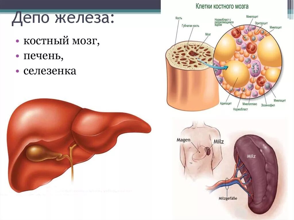 Селезенка и эритроциты. Селезенка депо эритроцитов. Костный мозг селезенка. Костный мозг, печень, селезенка.