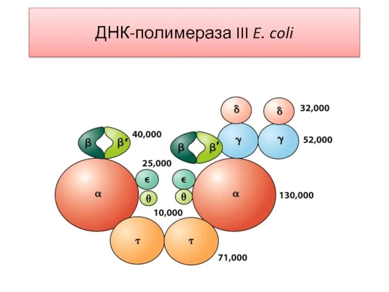 Полимеразы прокариот. Строение ДНК полимеразы 1. Строение ДНК полимеразы 3. Холофермент ДНК полимеразы 3. ДНК полимераза 3 структура.