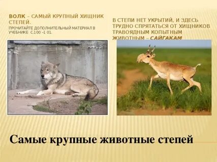 Самое крупное животное в степи
