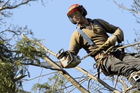 Tree Removal Glen Waverley