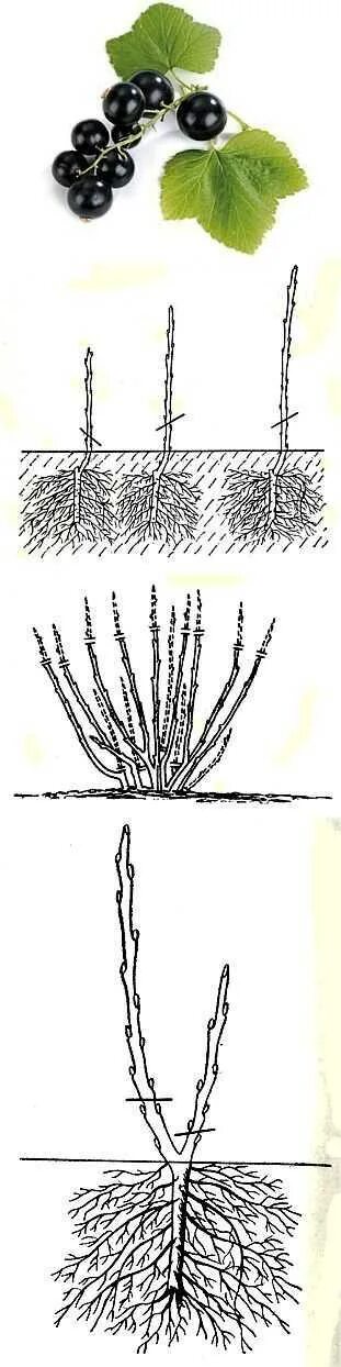 Когда можно сажать смородину весной. Корни смородины. Корневая система крыжовника. Корневая система красной смородины. Корневище смородины.
