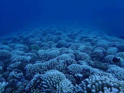 Coral reef