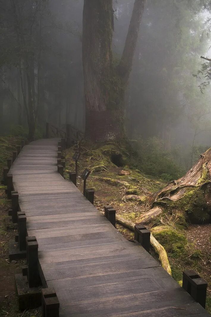 Path to save