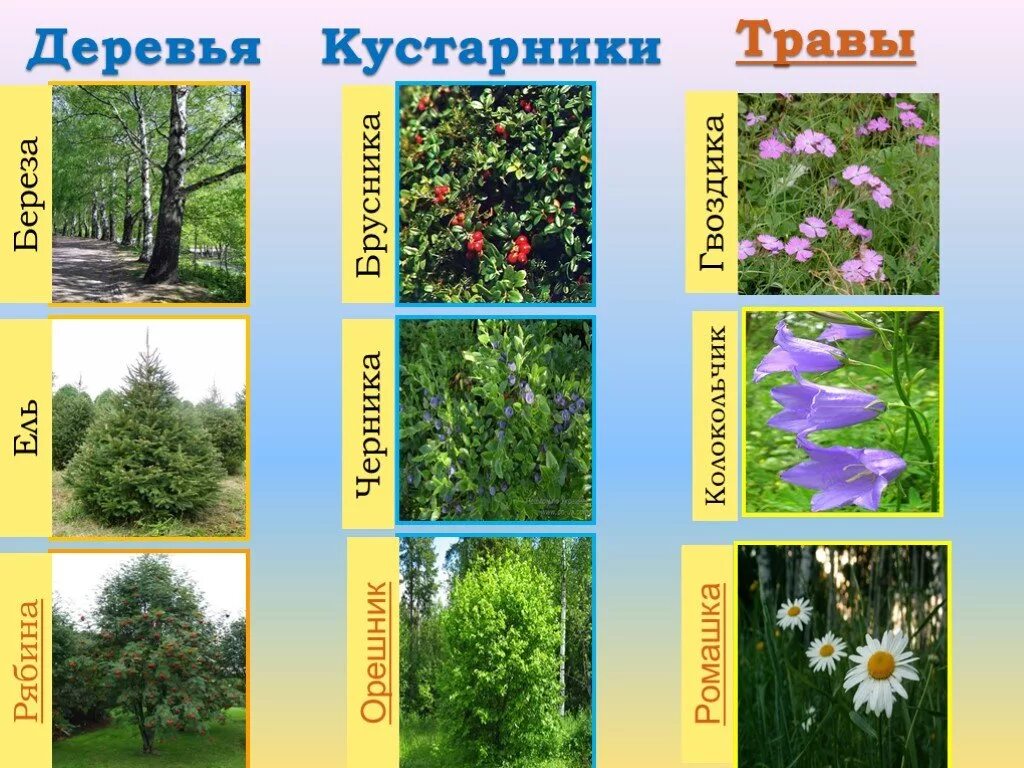 Деревья и кустарники 2 класс окружающий мир. Кустарники названия. кустарники и травы. кустарники снозванием. кустарнирнички названия.