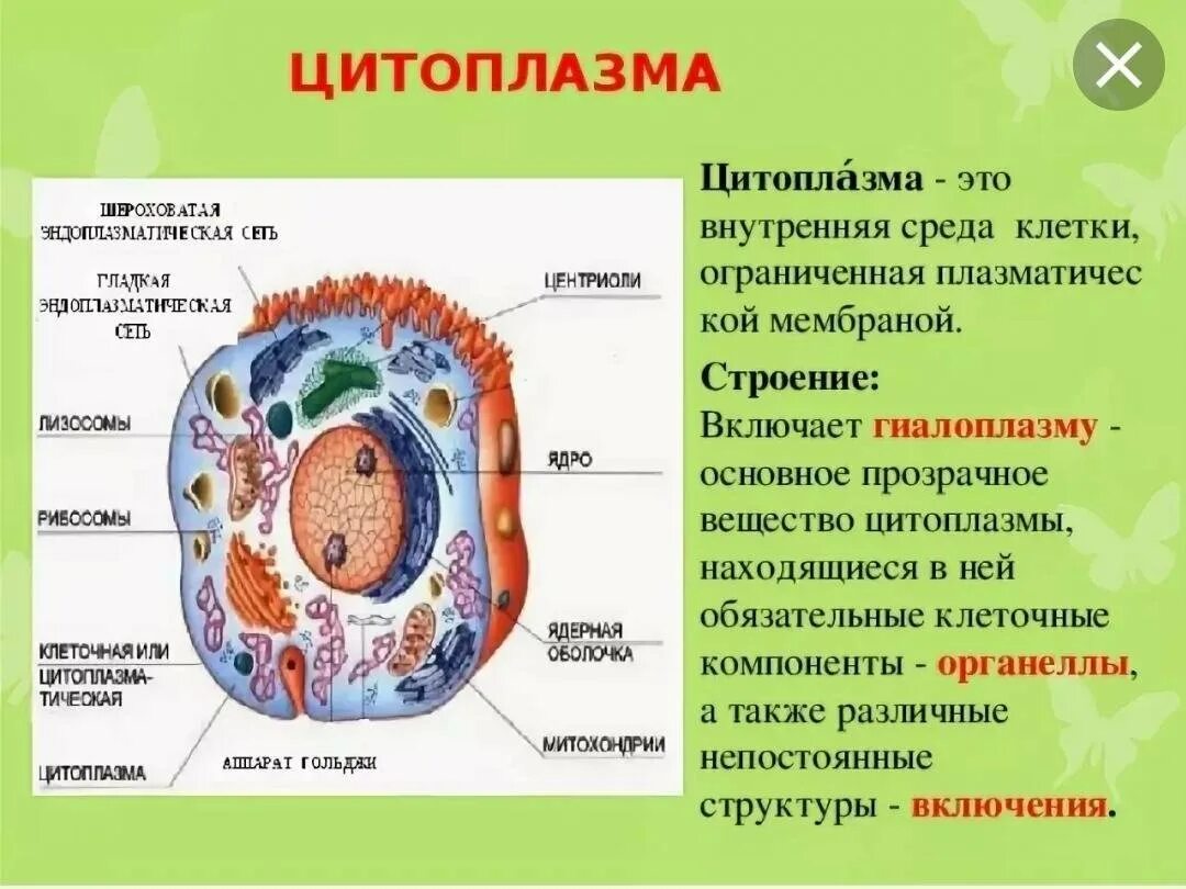 Живая клетка покрыта. Структура цитоплазмы клетки. Клетка ядро цитоплазма мембрана. Строение клетки ядро цитоплазма мембрана. Цитоплазма мембрана биология 10 класс.