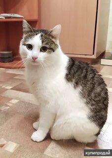 Кот степа