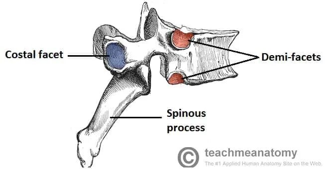 Typical Thoracic vertebrae. Vertebra разрез. Costal facets. Superior FCET of Ribs articulation with vertebra. Facet перевод