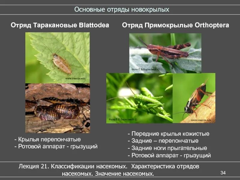 Отряд прямокрылые тип ротового аппарата. Отряд таракановые строение крыльев. отряды насекомых таракановые прямокрылые. отряд прямокрылые общая характеристика. классификация прямокрылых.