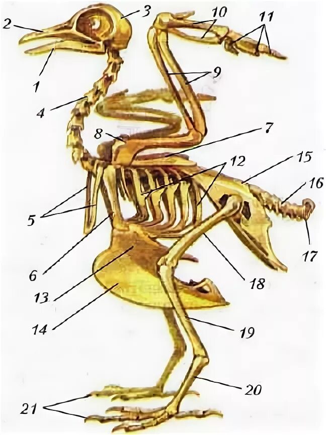 Контрольная по биологии 7 класс позвоночные животные. Строение скелета сизого голубя. Рис 154 скелет сизого голубя. Скелет сизого голубя биология 7. Строение скелета сизого голубя 7 класс биология.