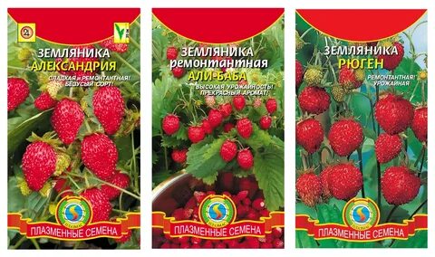Алю сорт отзывы