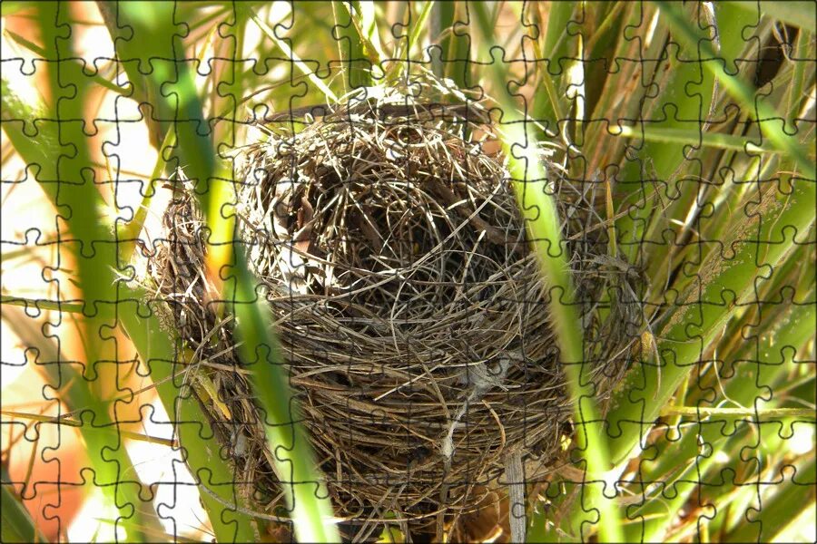 Gold bird s nest. Гнездо белки Гайно. Гнездо репела. Buphagus гнездо. Ширли Джексон "Птичье гнездо".