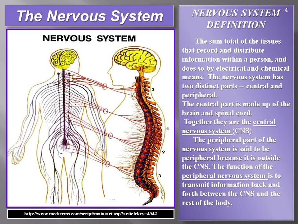 Нервная система. Нервная система человека. Нервная система на английском. Нервная система человека на англ. Нервная система латынь