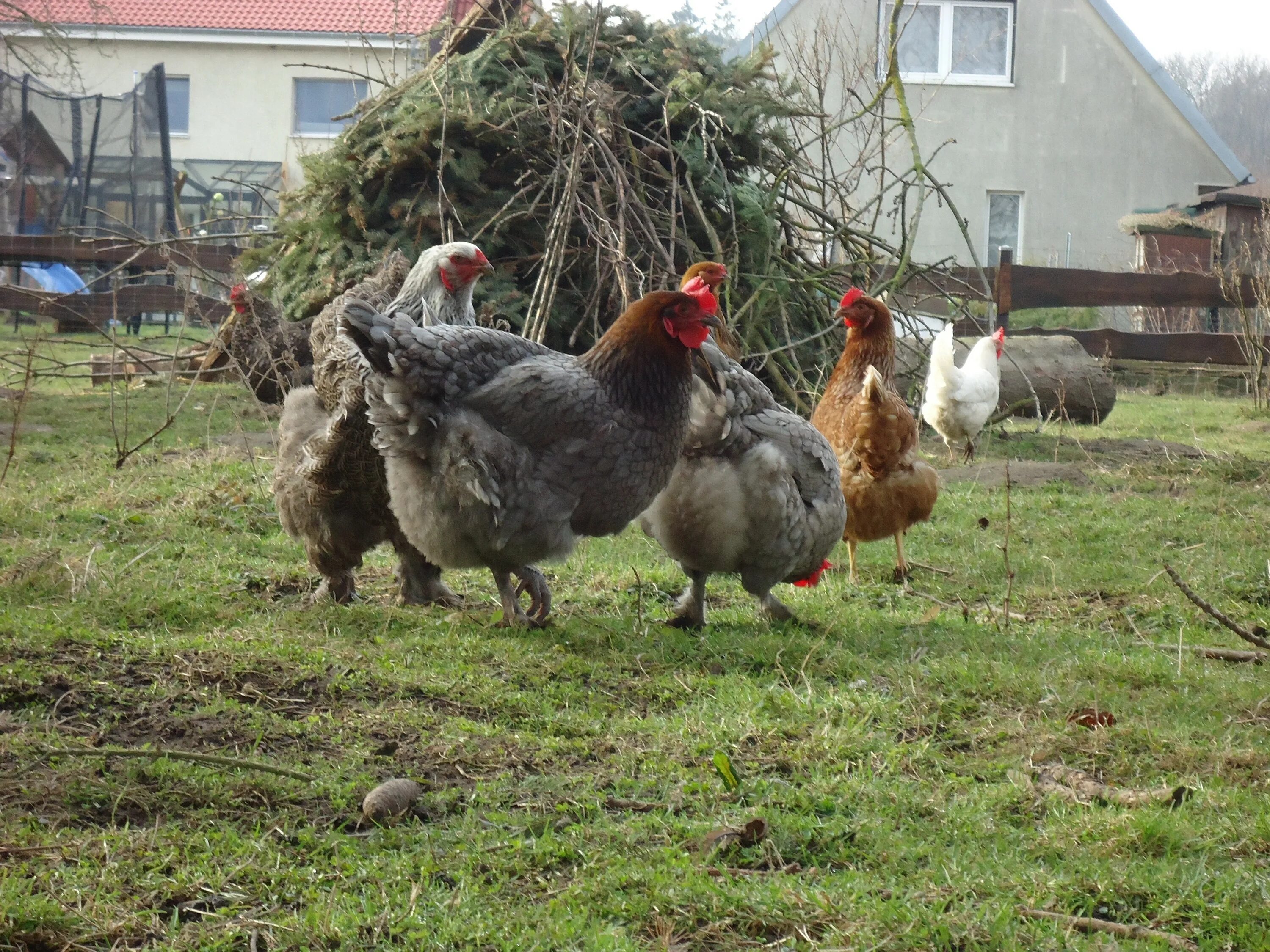 Лпх кур. Экоферма птичий двор. Лпх кур. Куриная ферма. Куры кучинская юбилейная.
