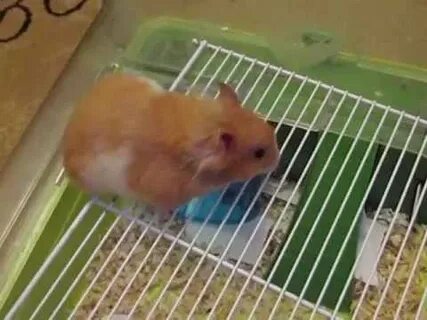 Что если убежал хомяк