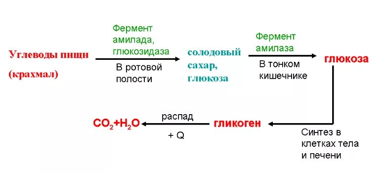 Схема процесса расщепления углеводов. Обмен углеводов в организме схема. Обмен углеводов схема 8 класс. Схема углеводного обмена в организме человека. Как происходит обмен углеводов