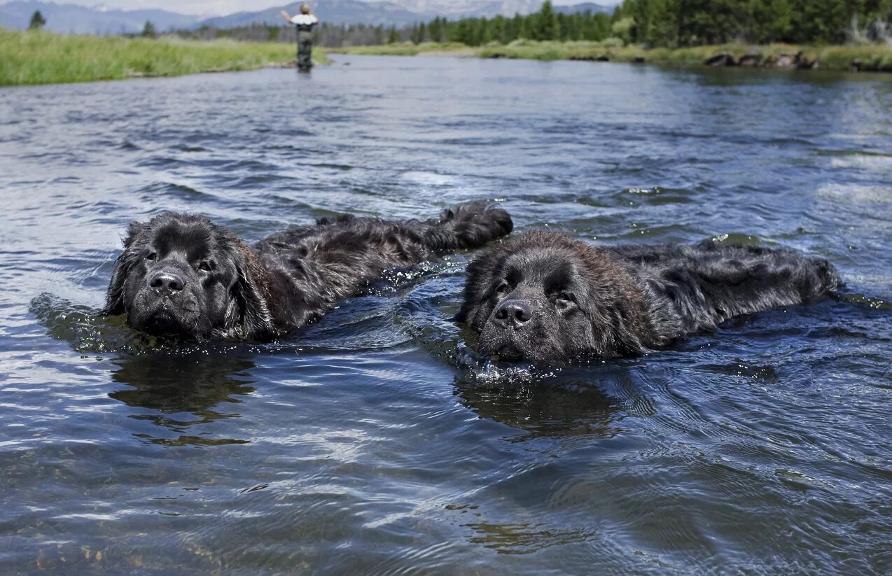 Ньюфаундленд длина реки. Ньюфаундленд собака. Ньюфаундленд водолаз. Ньюфаундленд (порода собак). Собака водолаз ньюфаундленд.