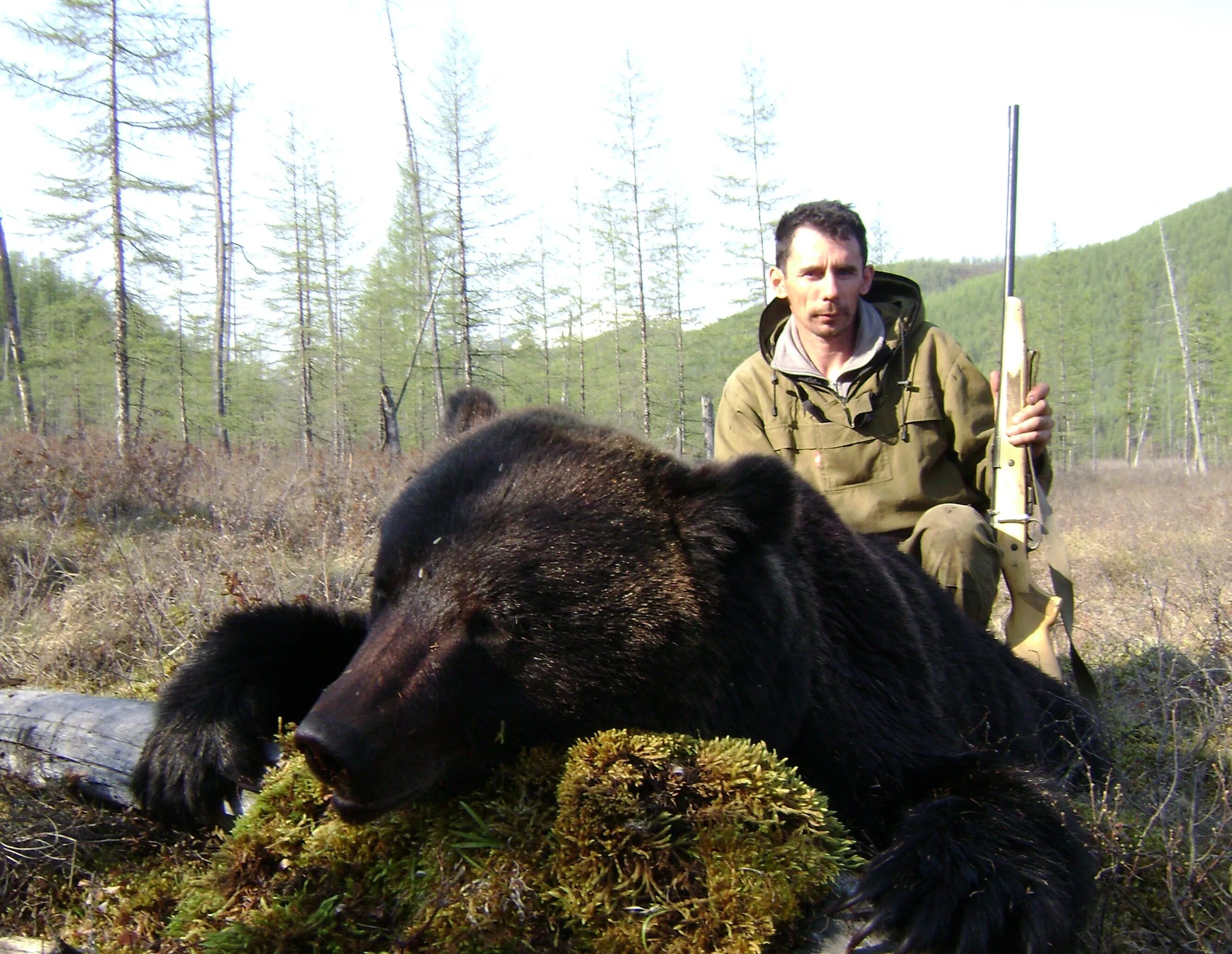 Бурый медведь в якутии. Бурый медведь в якутии. Животные тайги бурый медведь. Медведь в якутии. Медведь в якутии.