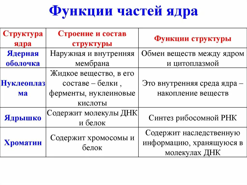 Особенности и функции оболочки. Строение ядра строение и функции таблица. Таблица структура ядра строение функции. Ядро структура строение функции. Структура особенности строения функции ядерная оболочка.