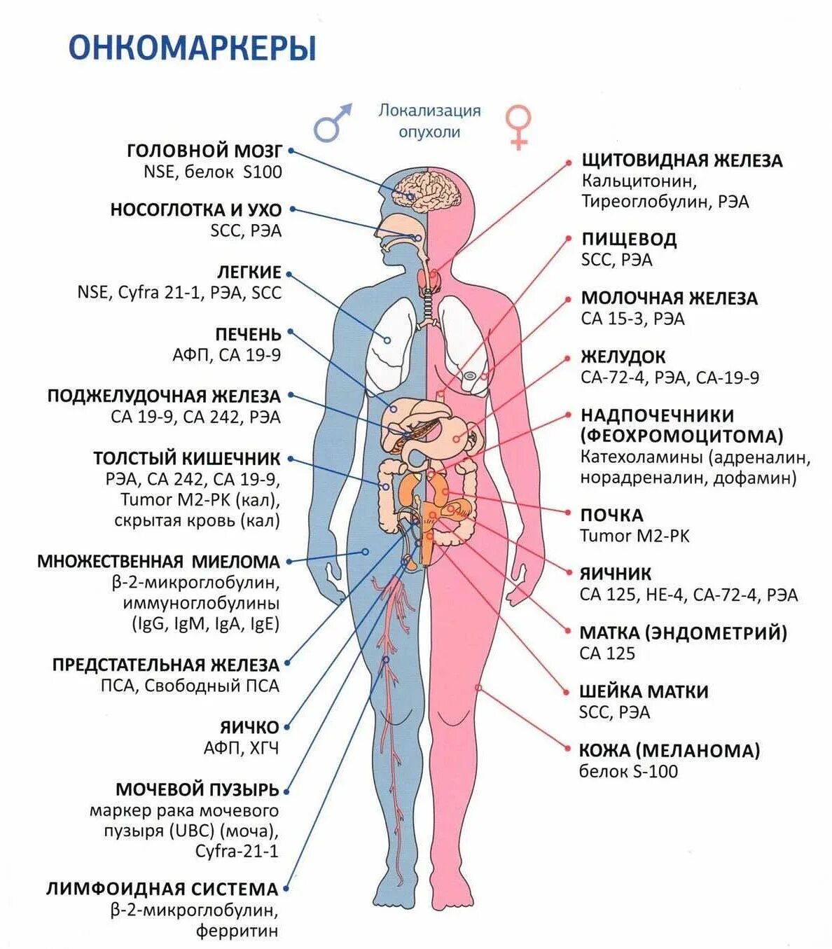 Анализ на онкомаркеры. Онкомаркер ca. Са-125 онкомаркер ед/мл норма. Онкомаркер ca. Норма показателя онкомаркера са 125.