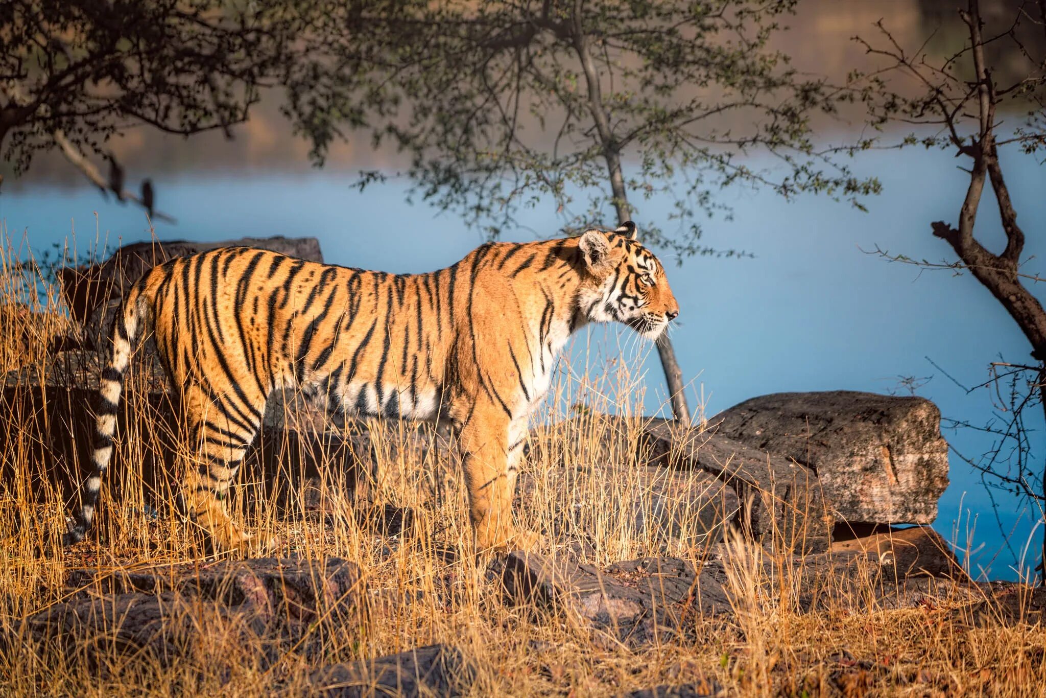 Дикая среда обитания животных. Тигр в саванне. Тигр в Африке. Тигр в дикой природе. Хищники в природе.