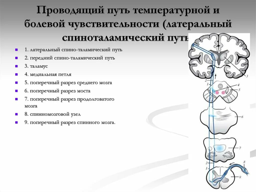 Спинно таламический. Латеральный спиноталамический тракт. Спиноталамический тракт неврология. Спинно-таламический путь физиология. Проводящие пути болевой и температурной чувствительности схема.