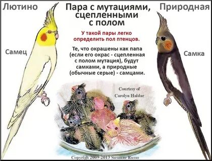 Как отличить самку от самца попугая корелла